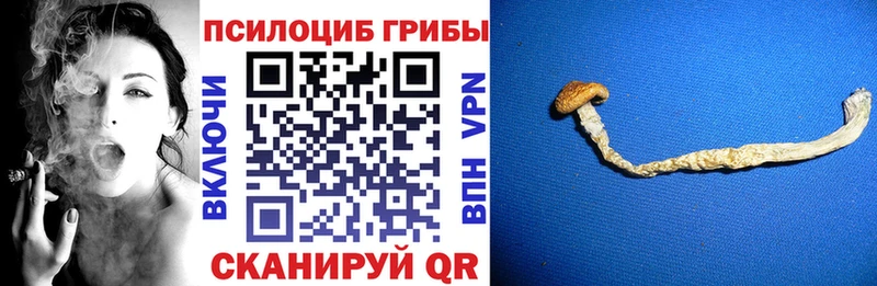 Псилоцибиновые грибы MAGIC MUSHROOMS  mega маркетплейс  Балтийск  где продают наркотики 